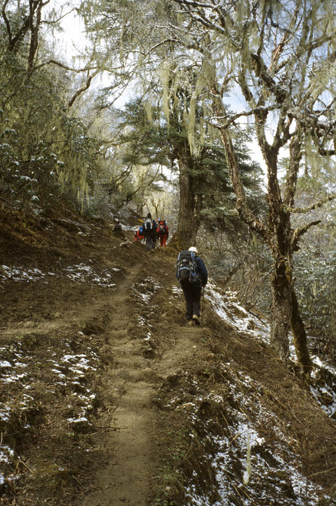 b_432l trek5.jpg - Bhoutan - vallée de Thimphu, temple de Changangkha montée dans la superbe forêt blanchie par le givre et la neige